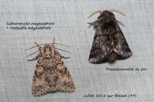 Réf. 255 495 : Subacronicta megacephala